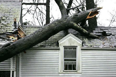 how to prevent trees from damaging your roof