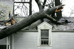 How to Prevent Trees from Damaging Your Roof This Winter, like this tree that has fallen on this roof.