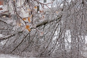 An ice covered branch in the foreground with a downed tree in the background. Shot during the ice storm of Dec. 13 southern Ontario Canada.