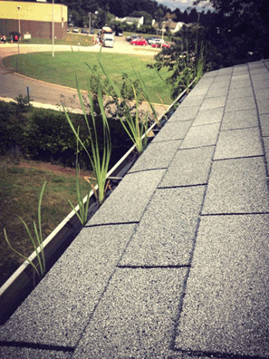 gutter guards save you money and protect your home