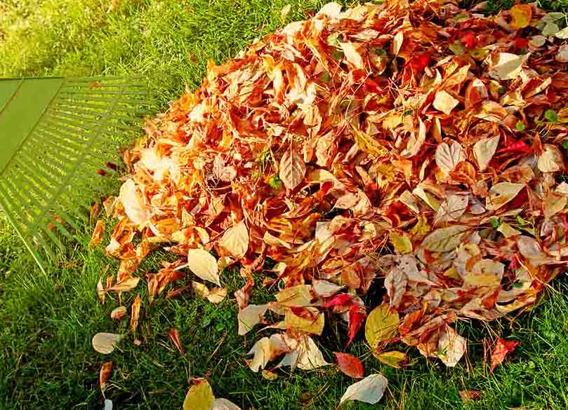 leaves-lawn-care-tips
