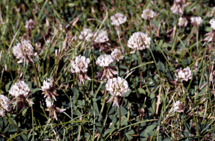 common ohio weeds white clover