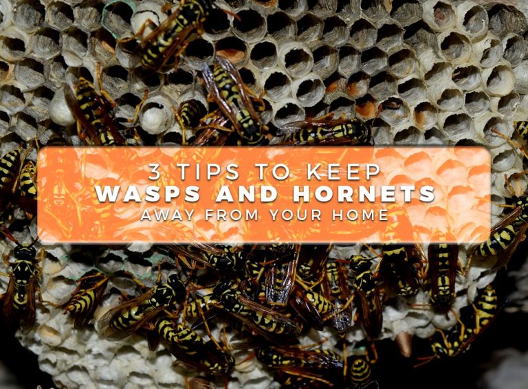 3 Tips to Keep Wasps and Hornets Away From Your Home