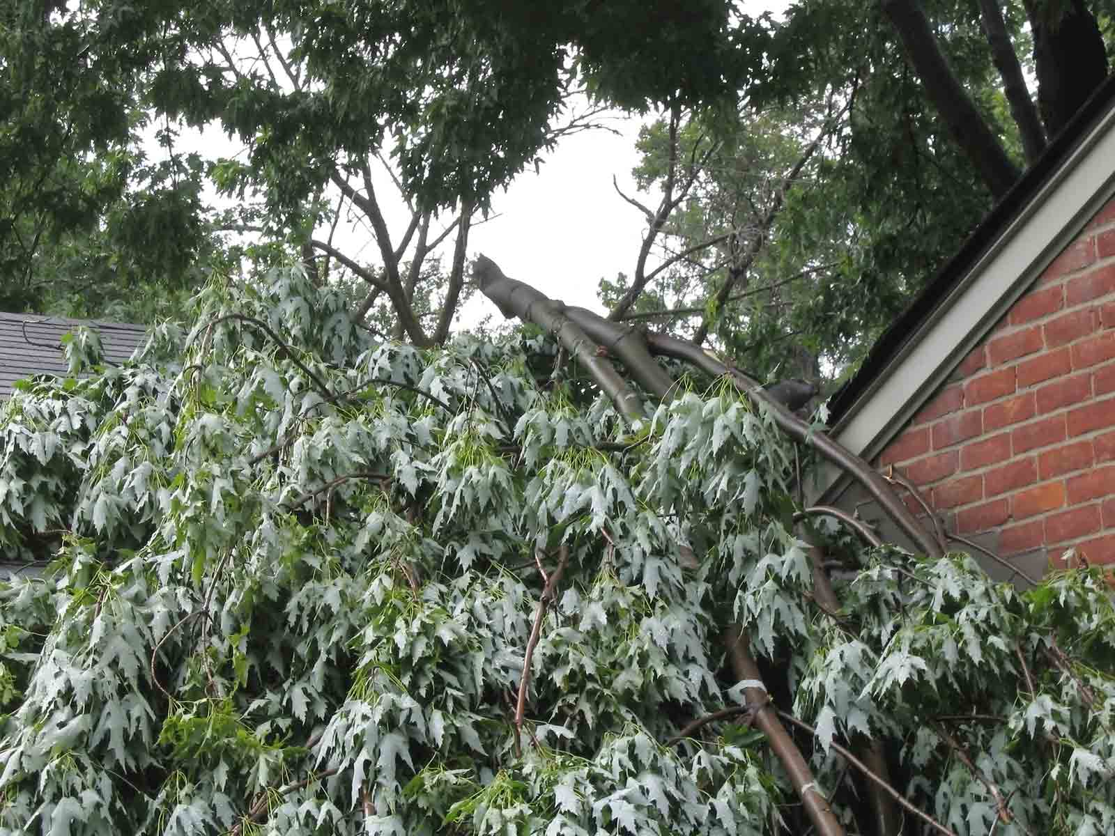 Time for Tree Removal? Signs Your Home Could Be in Danger