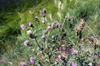 common ohio weeds