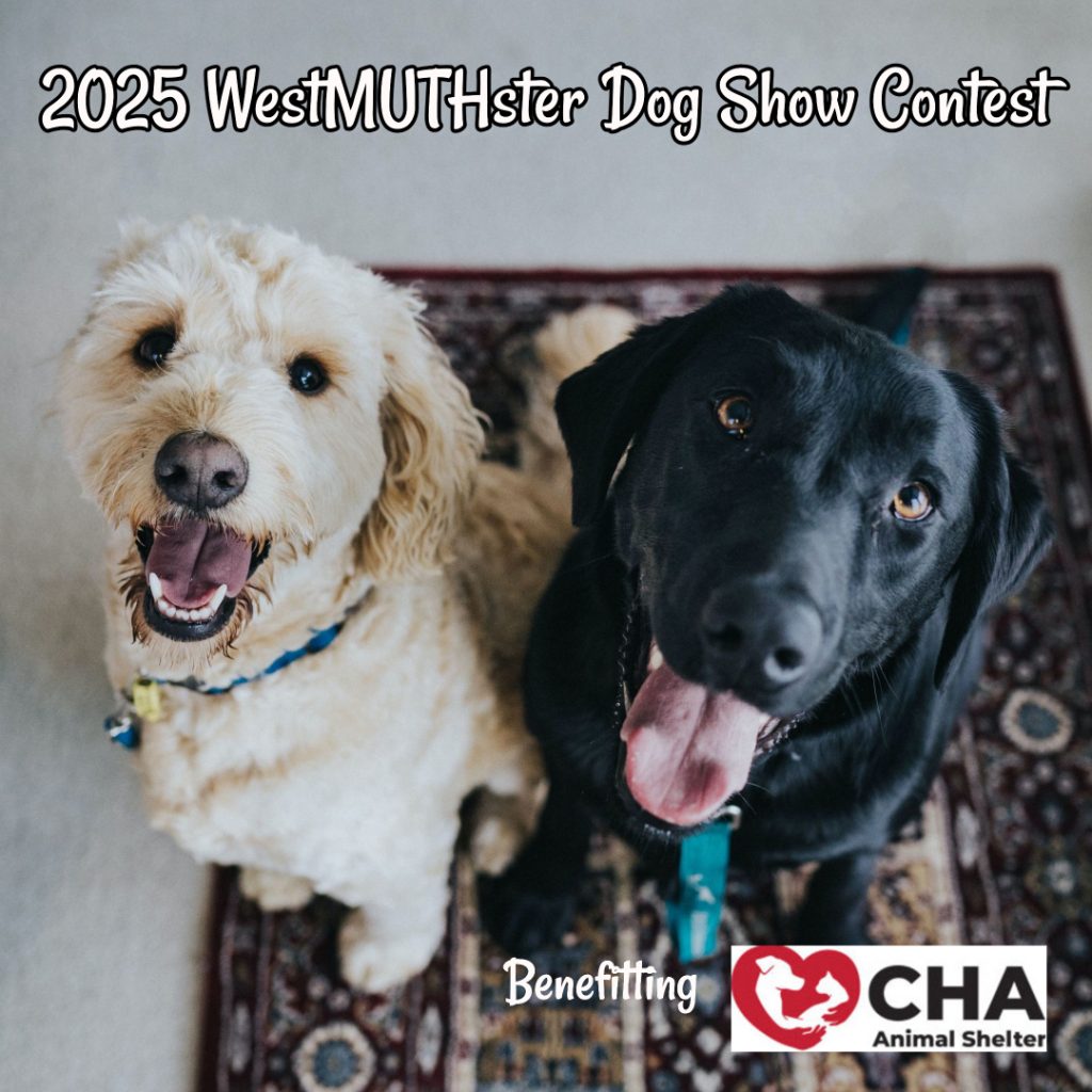 one white dog and one black dog looking up to their person exited about seeing the entries for the 2025 WestMUTHster Dog Show Contest.