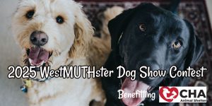 a black and a white dog, looking up at their person, ready to see the entries for the 2025 WestMUTHster Dog Show Contest.