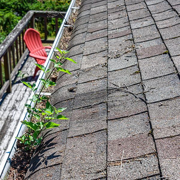 Damaged Shingles Roof and Gutter